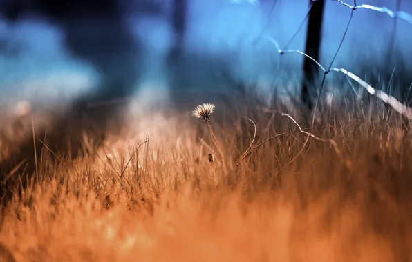 Grass, nature, the fence