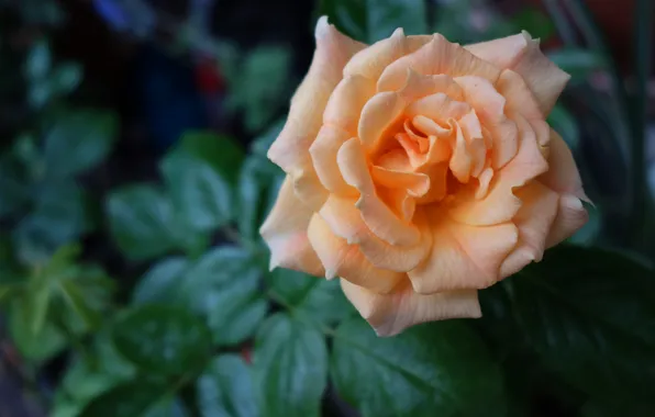 Flower, leaves, macro, flowers, the dark background, rose, orange, gentle