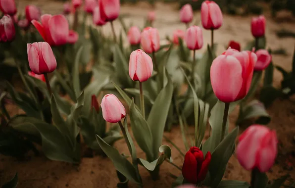 Flowers, red, spring, garden, tulips, buds, flowerbed