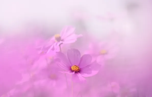 Picture petals, meadow, haze, kosmeya