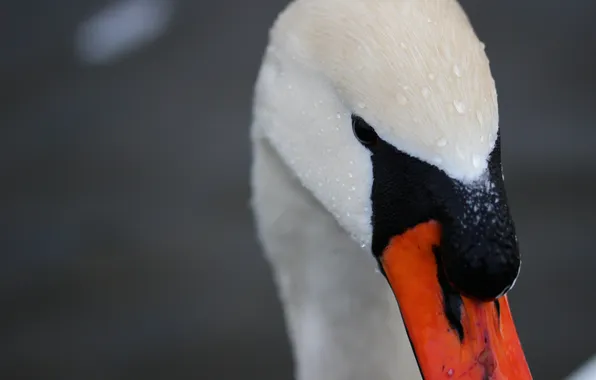 White, beak, Swan, neck