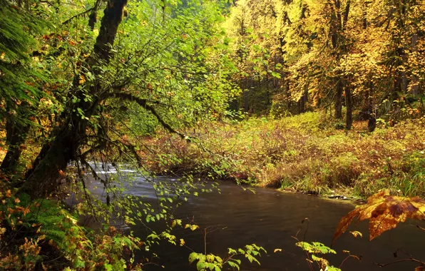 Autumn, forest, leaves, trees, branches, stream