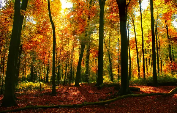 Picture autumn, forest, leaves, trees, landscape, nature