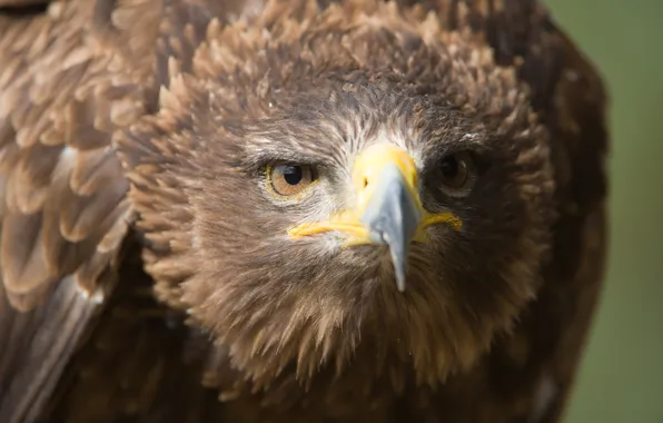 Picture look, predator, beak, Steppe eagle