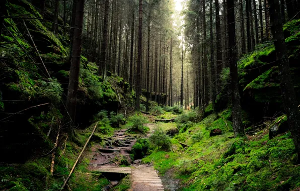 Nature, Grass, Trees, Forest, Branches, Track, The bridge, The rise