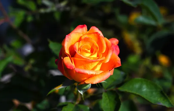 Picture rose, flowers, beauty, bokeh