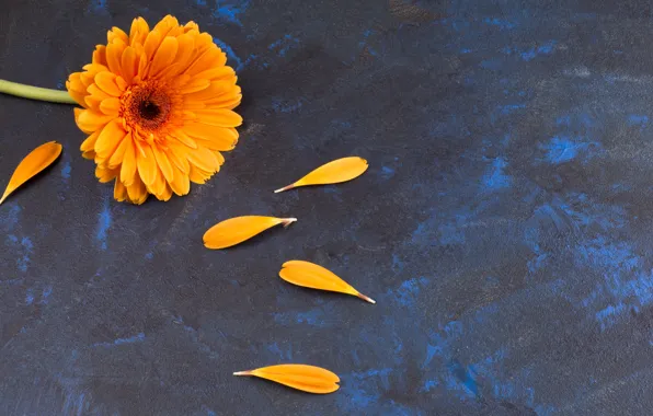 Flowers, background, gerbera, lepestok