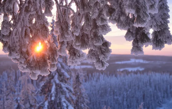 Winter, the sun, snow, trees, branches, nature, pine, Hannu Koskela