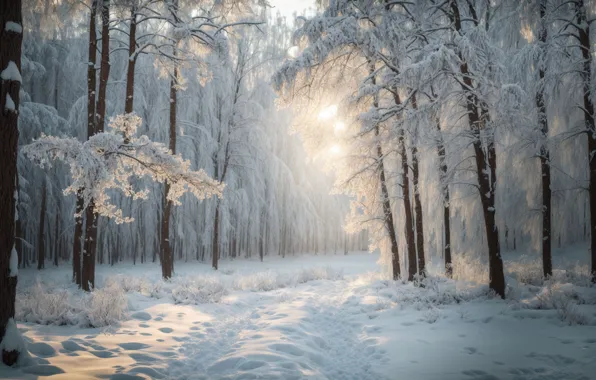 Winter, frost, road, forest, the sun, rays, light, snow