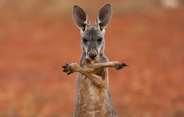 Picture background, widescreen, Wallpaper, kangaroo, wallpaper, Australia, widescreen, background