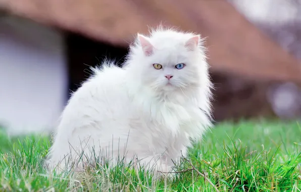 Cat, white, grass, cat, look, nature, pose, house
