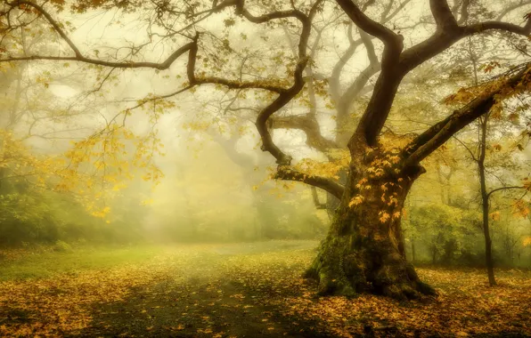 Road, autumn, forest, branches, fog, tree, maple, maple