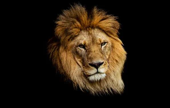 Picture face, portrait, Leo, black background