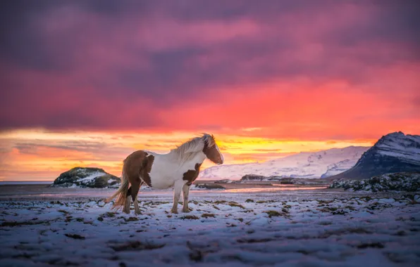 Picture the sky, snow, mountains, the wind, paint, horse, Iceland