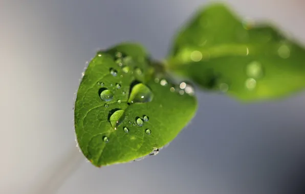 Picture leaves, water, drops, macro, green, grey, background