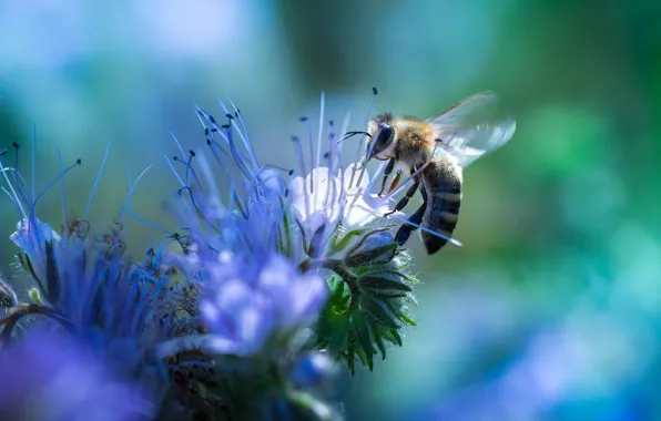Flower, nature, bee
