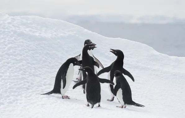 Winter, snow, birds, shore, penguins, slope, the snow, penguin