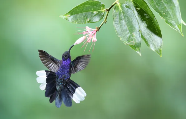 Picture flower, leaves, background, bird, branch, feathers, Hummingbird, Purple cableknit