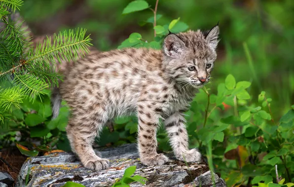 Greens, look, leaves, branches, pose, stones, baby, lynx