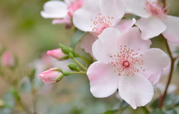Drops, macro, tenderness, briar, pink