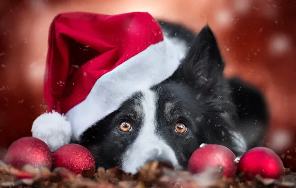 Look, balls, portrait, dog, Christmas, red, New year, lies