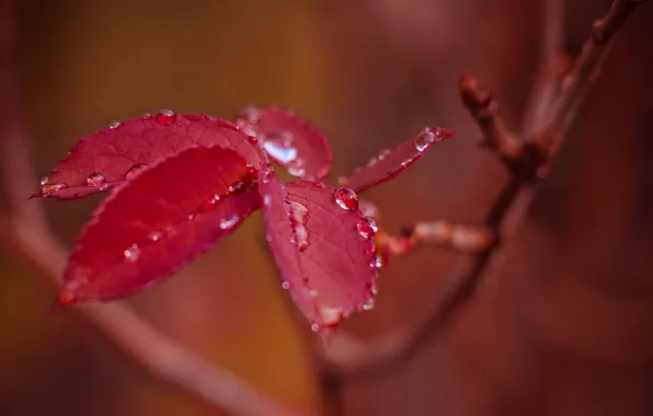 Leaves, drops, branch, after the rain, red, bokeh, autumn