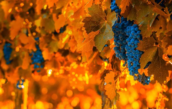 Berries, harvest, grapes, bunch, Argentina