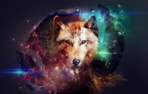 Abstraction, animal, collage, wolf, beautiful pictures