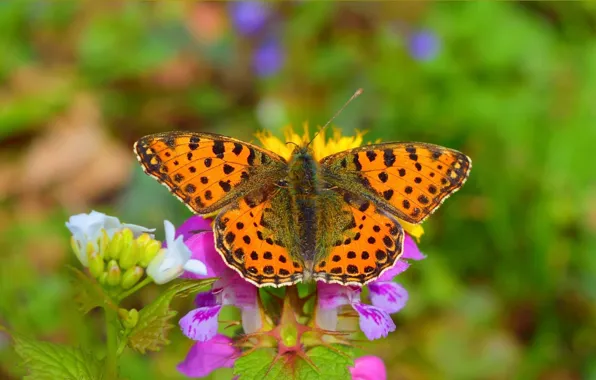 Picture Macro, Butterfly, Bokeh, Bokeh, Macro, Butterfly