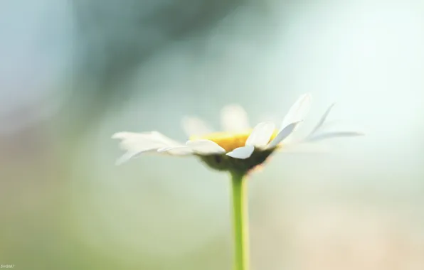 Picture Daisy, gently, chamomile