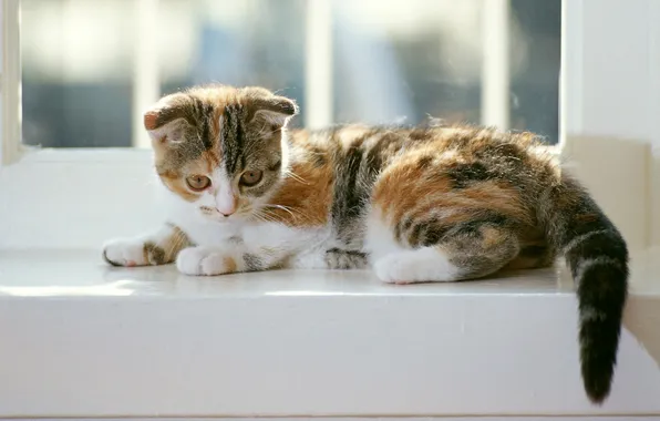 Cat, kitty, spotted