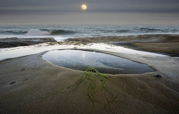Sand, sea, grass, algae, the moon, plant, puddle