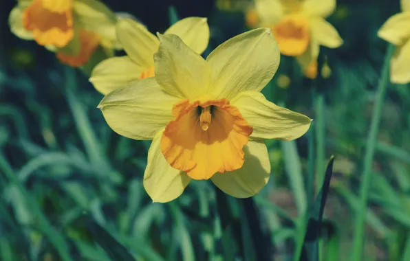 Picture flower, petals, Narcissus
