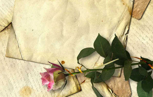 Picture retro, rose, line, old paper, letters, dried flower