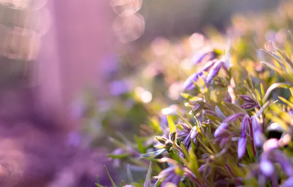 Flowers, glare, buds, lilac