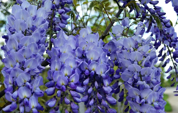 Picture flowering, purple, Wisteria