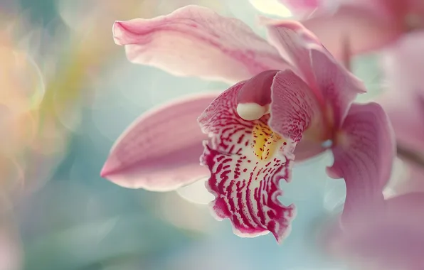 Macro, flowers, pink, blur, petals, orchids, Orchid, bokeh