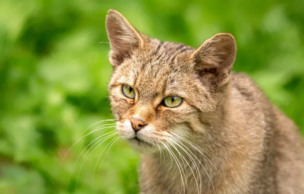 Picture cat, cat, look, face, portrait, green background, wild, green eyes