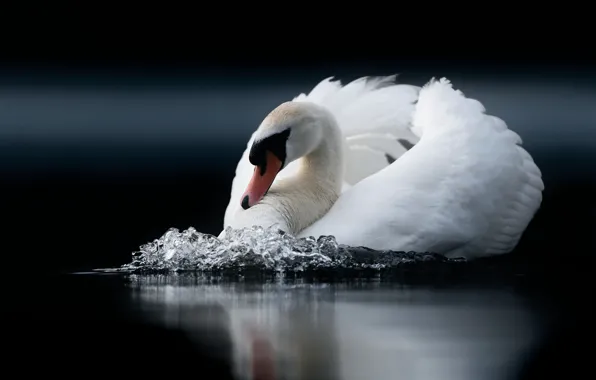 Picture white, water, the dark background, bird, swans, pond, swimming