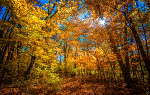 Picture autumn, forest, the sun, rays, trees, color, bright
