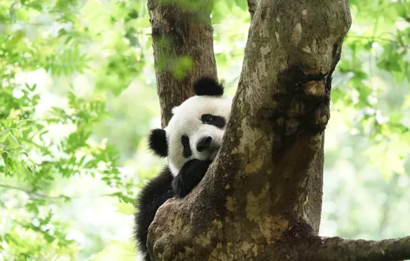 Face, nature, pose, tree, foliage, bear, Panda, lies