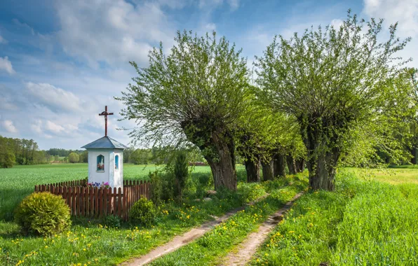 Picture field, trees, nature, Poland. road