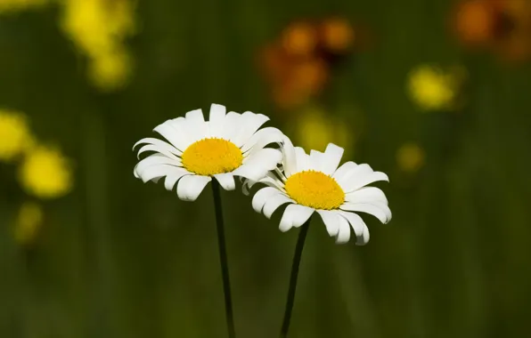 Picture field, flowers, chamomile