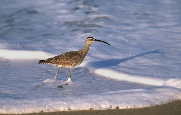 Sea, foam, bird, beak