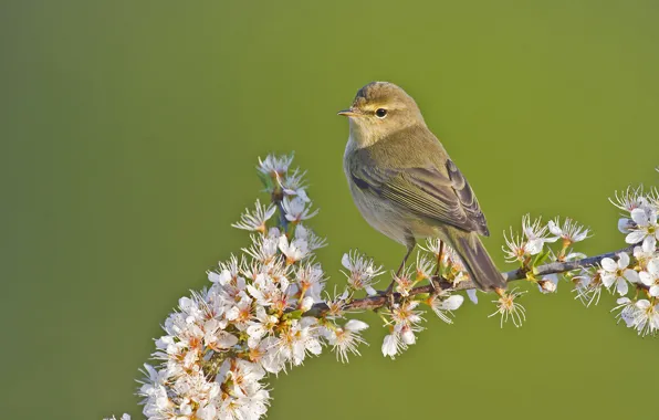 Picture flowers, branches, bird, Warbler