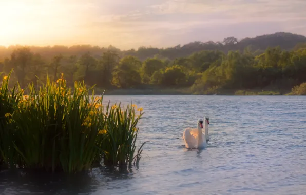 The sky, water, the sun, clouds, trees, landscape, flowers, birds