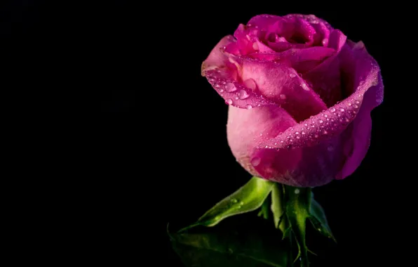 Picture water, drops, rose, petals, Bud, black background