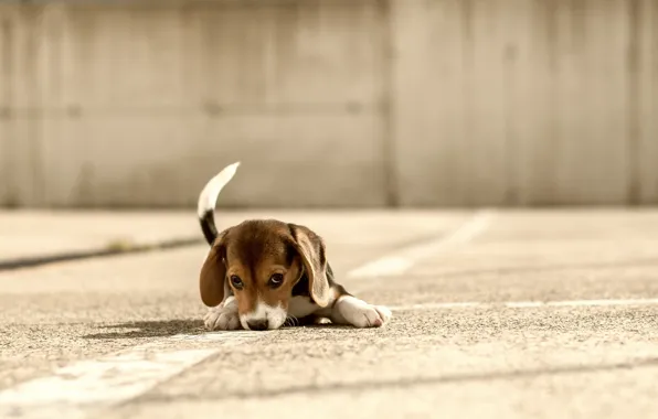 Each, dog, Beagle