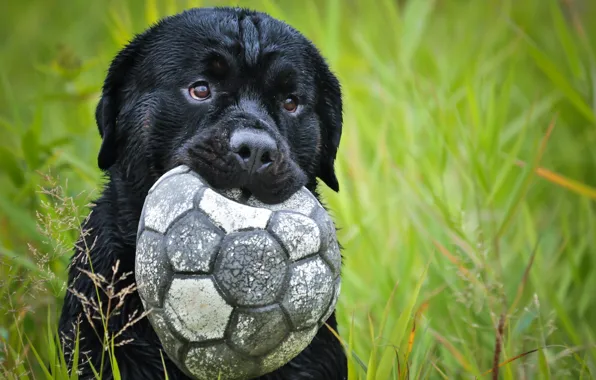 Each, the ball, dog