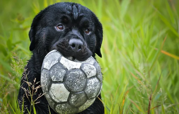 Picture each, the ball, dog